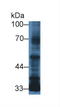 Transforming Growth Factor Beta 3 antibody, LS-C663693, Lifespan Biosciences, Western Blot image 