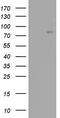 Angiotensin I Converting Enzyme 2 antibody, LS-C338900, Lifespan Biosciences, Western Blot image 