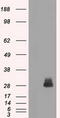 Fos-related antigen 1 antibody, M03927, Boster Biological Technology, Western Blot image 