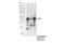 MAF BZIP Transcription Factor B antibody, 41019S, Cell Signaling Technology, Immunoprecipitation image 