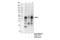 Transcription factor MafB antibody, 41019S, Cell Signaling Technology, Immunoprecipitation image 