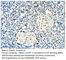 Annexin A1 antibody, ANXA1-101AP, FabGennix, Immunohistochemistry frozen image 
