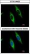 Phosphoribosylglycinamide Formyltransferase, Phosphoribosylglycinamide Synthetase, Phosphoribosylaminoimidazole Synthetase antibody, GTX114422, GeneTex, Immunofluorescence image 