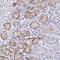 Olfactory Receptor Family 5 Subfamily F Member 1 antibody, PA5-63710, Invitrogen Antibodies, Immunohistochemistry frozen image 