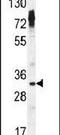 Olfactory Receptor Family 2 Subfamily Z Member 1 antibody, PA5-24541, Invitrogen Antibodies, Western Blot image 