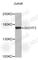 GRB10 Interacting GYF Protein 2 antibody, A7171, ABclonal Technology, Western Blot image 