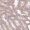 Transmembrane Protein 151B antibody, PA5-63077, Invitrogen Antibodies, Immunohistochemistry frozen image 