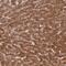 Fucose Mutarotase antibody, PA5-58696, Invitrogen Antibodies, Immunohistochemistry frozen image 