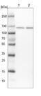 Mtr4 Exosome RNA Helicase antibody, NBP1-84995, Novus Biologicals, Western Blot image 