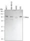 ENAH Actin Regulator antibody, AF5304, R&D Systems, Western Blot image 