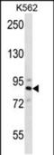 Striatin 4 antibody, PA5-48441, Invitrogen Antibodies, Western Blot image 