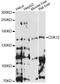 Cyclin Dependent Kinase 12 antibody, LS-C749874, Lifespan Biosciences, Western Blot image 