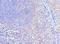 Cullin 5 antibody, LS-C378310, Lifespan Biosciences, Immunohistochemistry frozen image 
