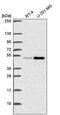 DExD-Box Helicase 39B antibody, PA5-66172, Invitrogen Antibodies, Western Blot image 
