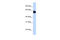 Frizzled Class Receptor 9 antibody, 25-681, ProSci, Western Blot image 