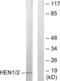 Nescient helix loop helix 1 antibody, abx013569, Abbexa, Western Blot image 