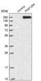 Niban Apoptosis Regulator 1 antibody, PA5-55803, Invitrogen Antibodies, Western Blot image 