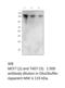 Mitogen-Activated Protein Kinase Kinase Kinase 12 antibody, MBS540485, MyBioSource, Western Blot image 
