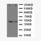 CD2 Molecule antibody, LS-C313484, Lifespan Biosciences, Western Blot image 