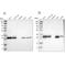 Armadillo Repeat Containing 10 antibody, NBP1-81128, Novus Biologicals, Western Blot image 