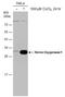 Heme Oxygenase 1 antibody, GTX633693, GeneTex, Western Blot image 