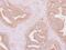 Interleukin 1 Receptor Associated Kinase 4 antibody, PA5-29699, Invitrogen Antibodies, Immunohistochemistry frozen image 