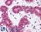 BCL10 Immune Signaling Adaptor antibody, LS-B700, Lifespan Biosciences, Immunohistochemistry frozen image 