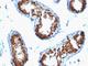 Small Ubiquitin Like Modifier 2 antibody, NBP2-45336, Novus Biologicals, Immunohistochemistry frozen image 
