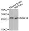SRY-Box 14 antibody, LS-C346288, Lifespan Biosciences, Western Blot image 