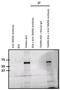 Rhodamine antibody, NBP2-22472, Novus Biologicals, Immunoprecipitation image 