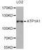 ATPase Na+/K+ Transporting Subunit Alpha 1 antibody, LS-B13294, Lifespan Biosciences, Western Blot image 