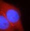 Myosin Phosphatase Rho Interacting Protein antibody, FNab05296, FineTest, Immunofluorescence image 