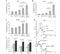 Complement C1q A Chain antibody, NB100-64420, Novus Biologicals, Flow Cytometry image 