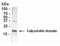 Calpastatin antibody, XW-7064, ProSci, Western Blot image 