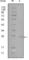 GATA Binding Protein 3 antibody, abx010834, Abbexa, Western Blot image 