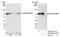 Tripartite Motif Containing 16 antibody, NB100-59772, Novus Biologicals, Western Blot image 