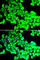 G3BP Stress Granule Assembly Factor 1 antibody, A5342, ABclonal Technology, Immunofluorescence image 