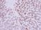 EDIL3 antibody, NBP2-16146, Novus Biologicals, Immunohistochemistry paraffin image 