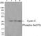 Cyclin C antibody, AP55815PU-S, Origene, Western Blot image 