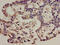 T-cell receptor beta chain V region CTL-L17 antibody, CSB-PA361265LA01HU, Cusabio, Immunohistochemistry paraffin image 