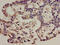 T Cell Receptor Beta Variable 7-9 antibody, CSB-PA361265LA01HU, Cusabio, Immunohistochemistry paraffin image 