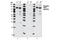 Peptidyl-prolyl cis-trans isomerase G antibody, 3804S, Cell Signaling Technology, Western Blot image 