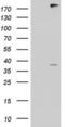 Anoctamin 1 antibody, LS-C338795, Lifespan Biosciences, Western Blot image 