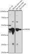 Hepatocyte Nuclear Factor 4 Gamma antibody, 16-401, ProSci, Western Blot image 