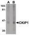 Pleckstrin Homology Domain Containing O1 antibody, PA5-20827, Invitrogen Antibodies, Western Blot image 