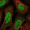 Trafficking Kinesin Protein 2 antibody, HPA062163, Atlas Antibodies, Immunofluorescence image 