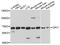 Cryptochrome Circadian Regulator 1 antibody, STJ28890, St John