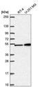 SEK1 antibody, HPA060074, Atlas Antibodies, Western Blot image 