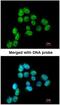 Small RNA Binding Exonuclease Protection Factor La antibody, NBP1-33549, Novus Biologicals, Immunocytochemistry image 