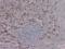 SRY-Box 10 antibody, BSH-7959-100, Petra Hansson, Immunohistochemistry frozen image 